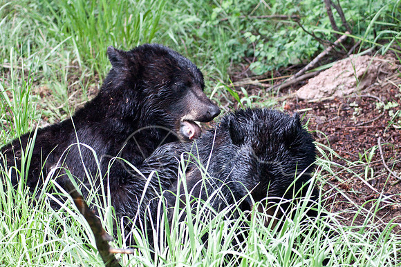 Yellowstone 2009-5616.jpg
