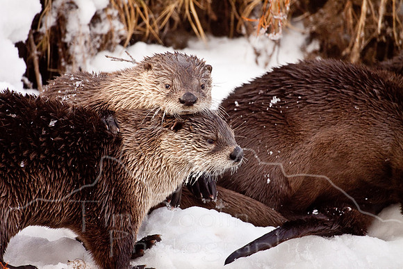 Yellowstone in Winter--December 2009-6208.jpg