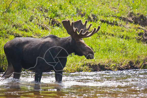 Bull Moose-0138.jpg