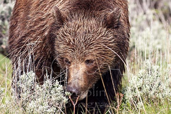 Yellowstone 2009-5748.jpg