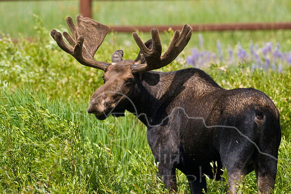 Bull Moose-4913.jpg