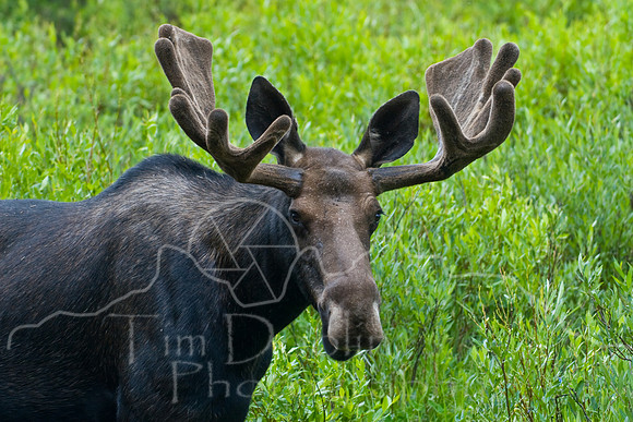 Bull Moose-4979.jpg