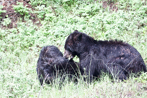 Yellowstone 2009-5650.jpg