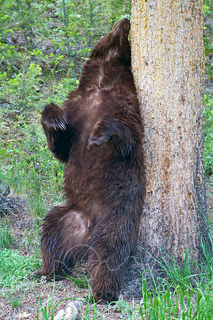 Yellowstone 2008-1863.jpg